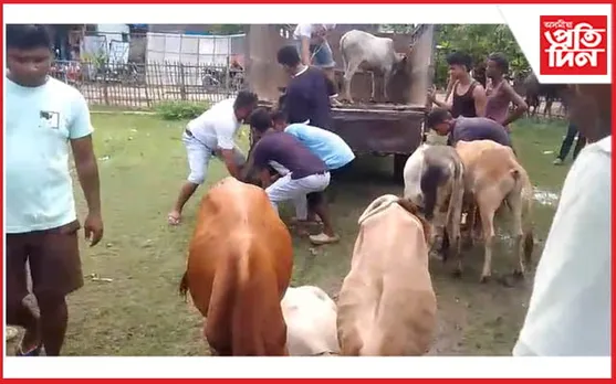 পুনৰ মৰিগাঁৱৰ নেলীত জব্দ ৮ টা চোৰাং গৰু...